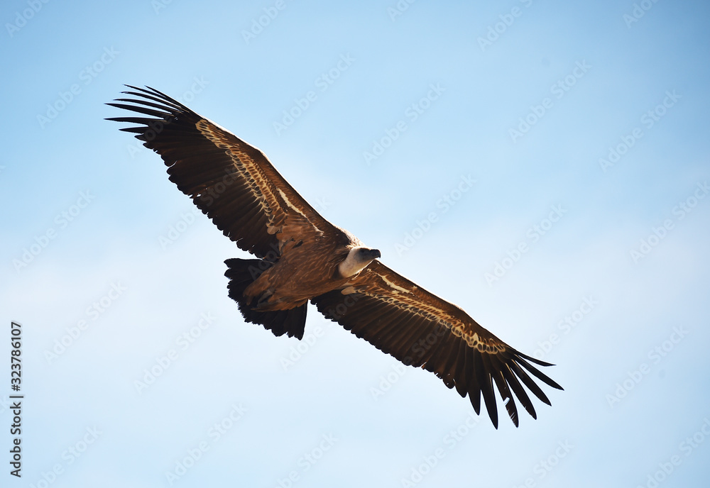 Fototapeta premium buitre leonado volando