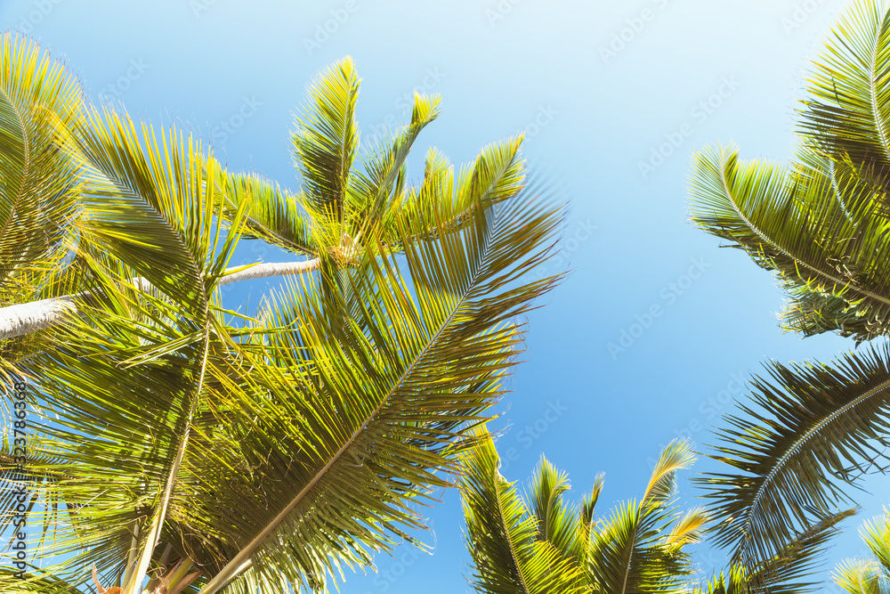 Fototapeta premium Coconut palm trees under blue sky