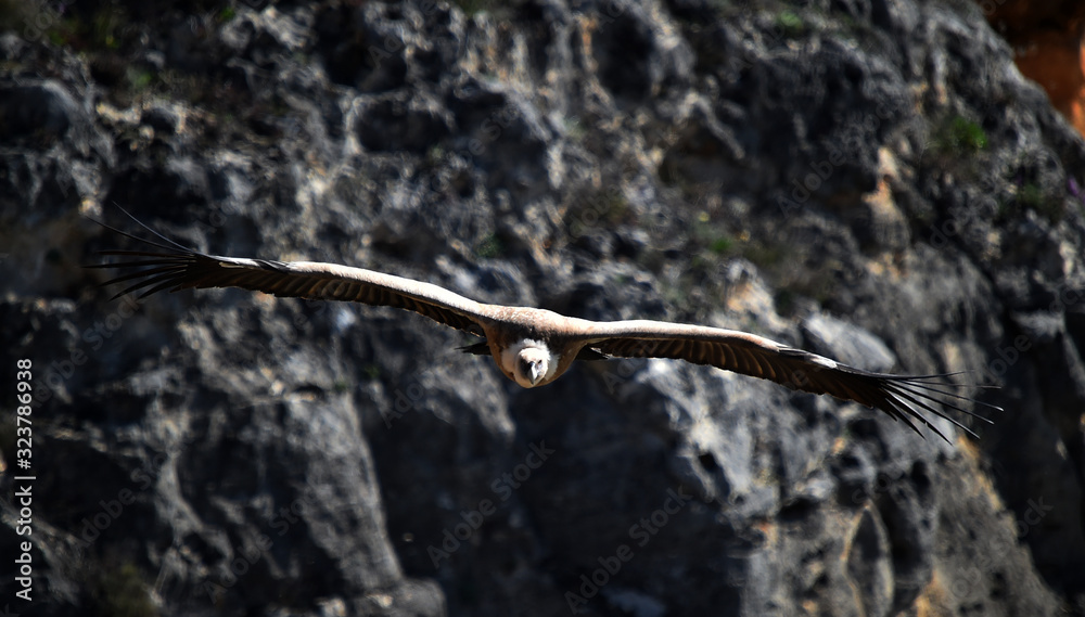 a griffon vulture in the natural park a griffon vulture in the natural park