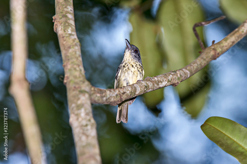 Spot breasted Antvireo photographed in Viana, Espirito Santo. Southeast of Brazil. Atlantic Forest Biome. Picture made in 2016. photo