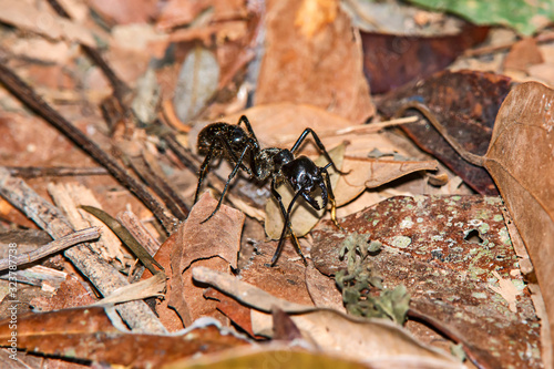 Dinoponera ant photographed in Viana, Espirito Santo. Southeast of Brazil. Atlantic Forest Biome. Picture made in 2016.