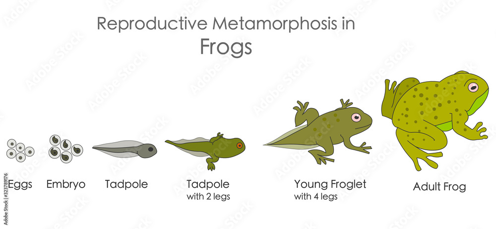 Frogs, reproductive metamorphosis. Amphibian reproduction. Growth development  stages. Egg, embryo, tadpole, young, adult frog. Isolated, Horizontal  biological illustration Vector Stock Vector