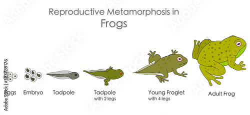 Frogs, reproductive metamorphosis. Amphibian reproduction. Growth development stages. Egg, embryo, tadpole, young, adult frog. Isolated, Horizontal biological illustration Vector
