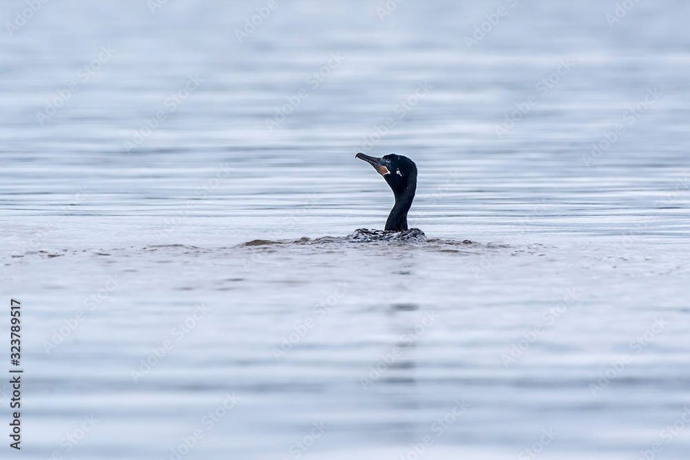 Neotropic Cormorant photographed in Vitoria, Espirito Santo. Southeast of Brazil. Atlantic Forest Biome. Picture made in 2016. Neotropic Cormorant photographed in Vitoria, Espirito Santo. Southeast of Brazil. Atlantic Forest Biome. Picture made in 2016.