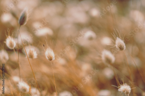 Bunny tails grass on vintage style  natura background
