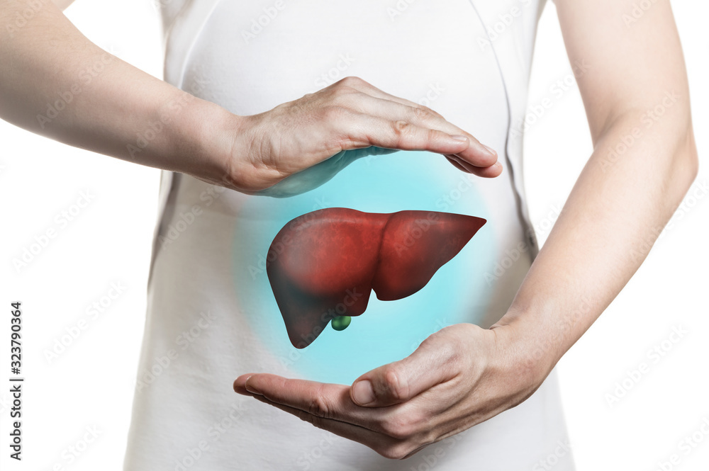 Image of a woman in a white dress and 3d model of the liver between her hands. Concept of healthy liver and donation. - obrazy, fototapety, plakaty 