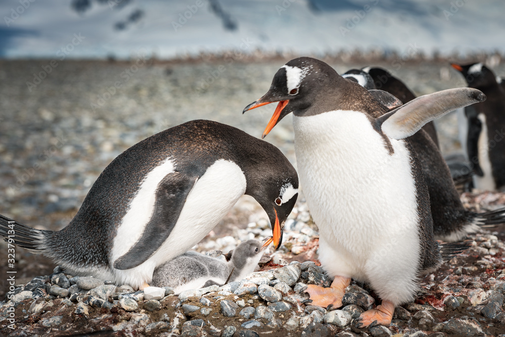 Naklejka premium two penguins feeding child in Antarctica