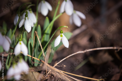 Spring is here  snowdrops in the forest
