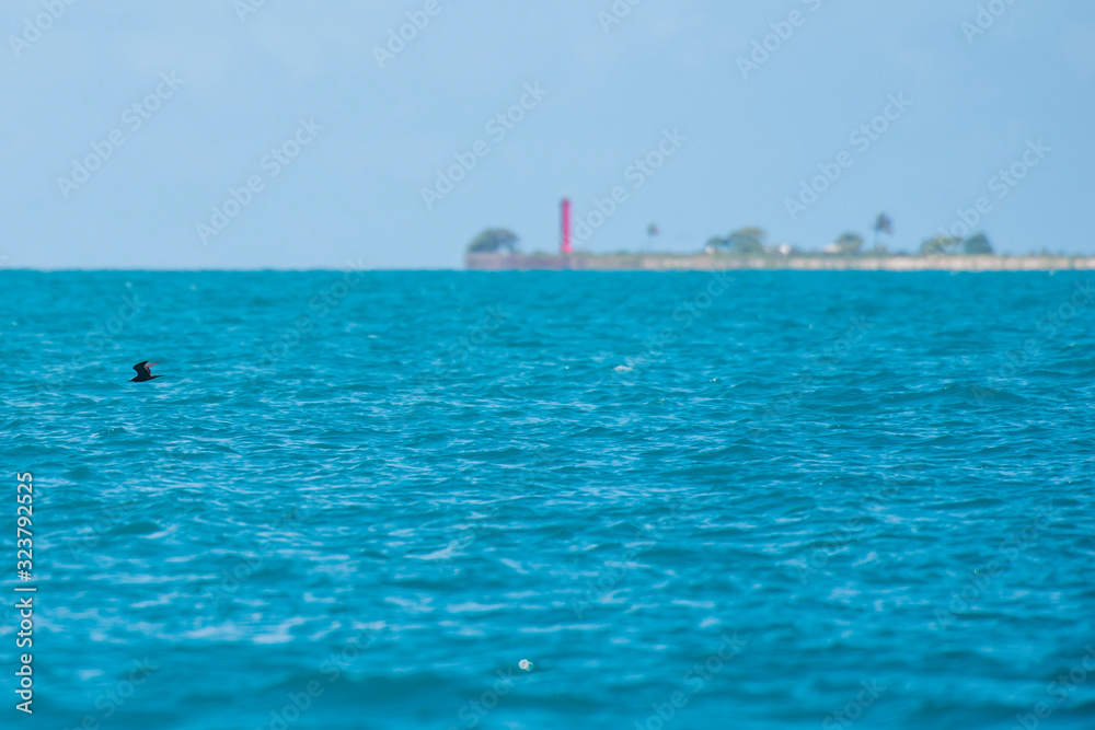 Fototapeta premium Brown Noddy sfotografowany na wyspie Coroa Vermelha w Bahia. Ocean Atlantycki. Zdjęcie wykonane w 2016 roku.