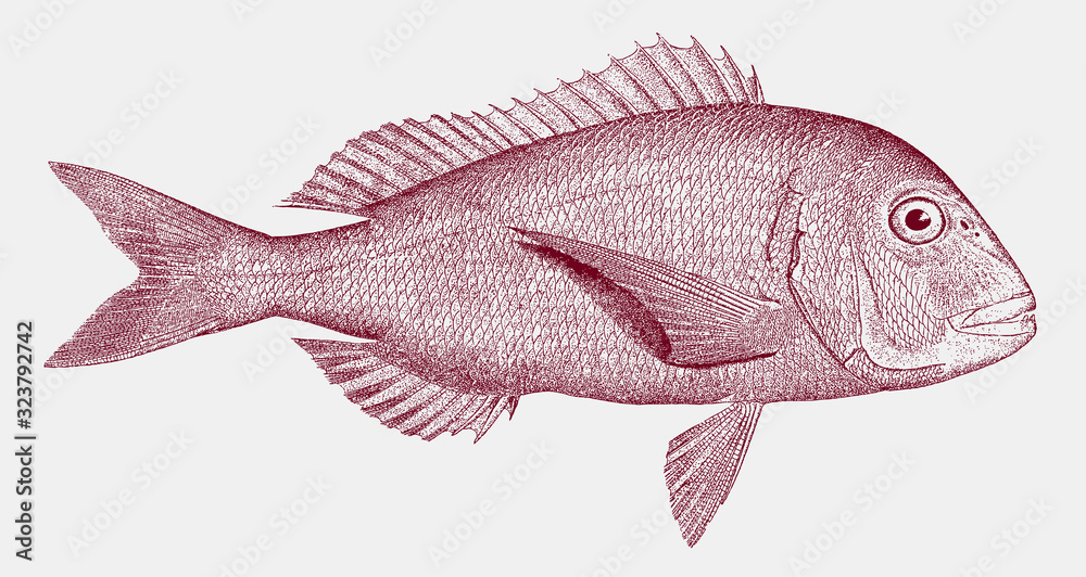 Red porgy, common seabream pagrus, marine fish from the Atlantic Ocean Red porgy, common seabream pagrus, marine fish from the Atlantic Ocean