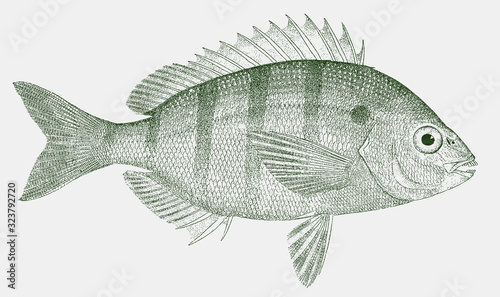 Pinfish, lagodon rhomboides from the Atlantic Ocean in side view