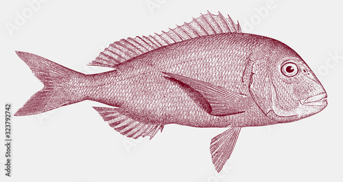 Red porgy, common seabream pagrus, marine fish from the Atlantic Ocean