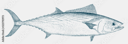 Atlantic bonito sarda, a food fish from the Atlantic Ocean