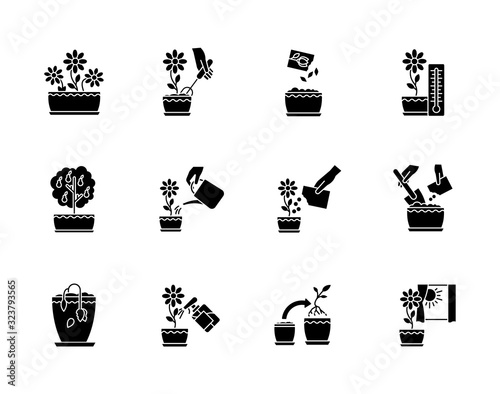 Houseplant care black glyph icons set on white space. Domestic plant cultivation. Repotting, spraying plants. Planting seeds. Watering, fertilizing. Silhouette symbols. Vector isolated illustration