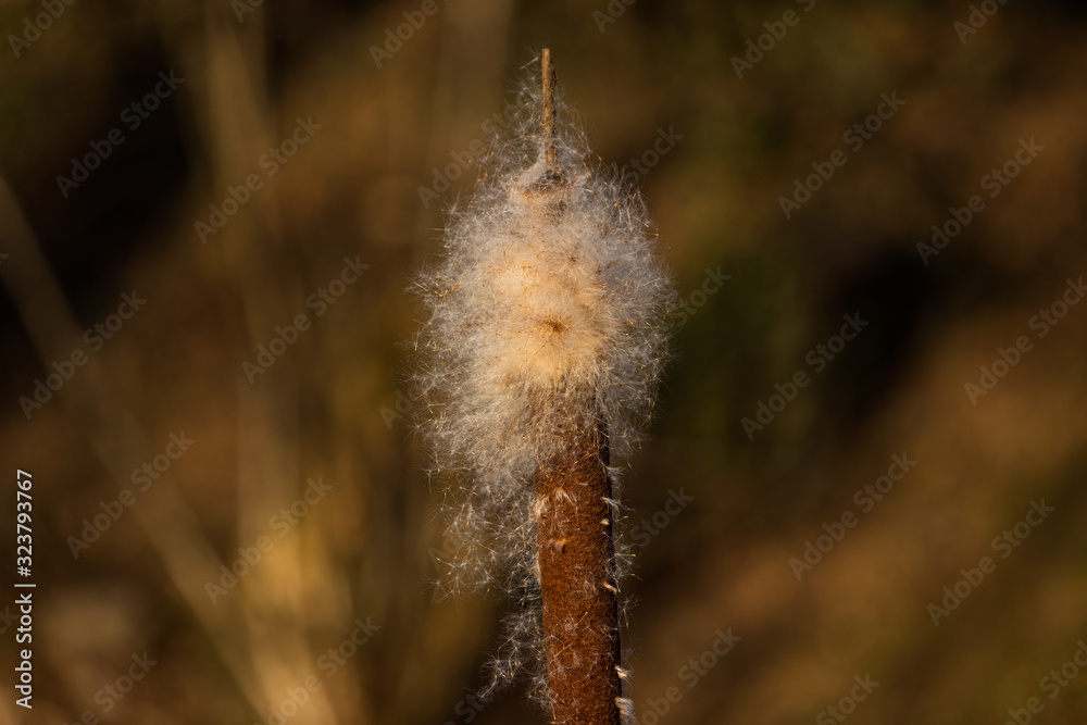 closeup of a bulrush blossom on a sunny day in the evening closeup of a bulrush blossom on a sunny day in the evening