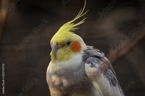 colorful cockatiel portrait on a sunny evening in autumn