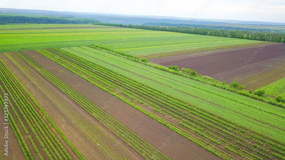 beautiful top view on the green stripes of the crop. spring - the crop is ripening in the fields