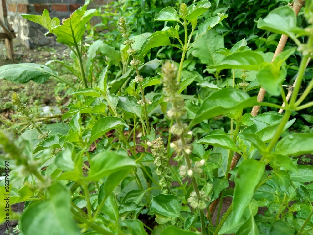 Fototapeta Fresh lemon basil (kemangi, Ocimum basilicum, Ocimum americanum, O. basilicum var. anisatum Benth) in the garden