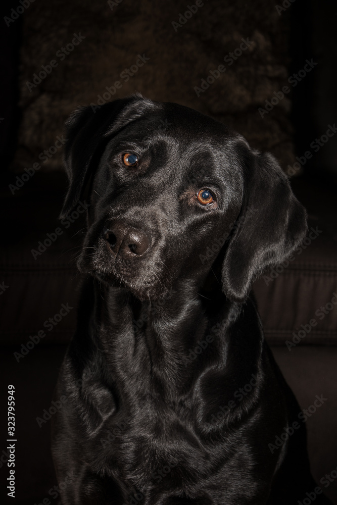 Labrador Retriver listening to what he says owner.