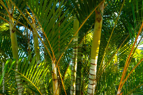 Bamboo and palm tree leafs background texture.