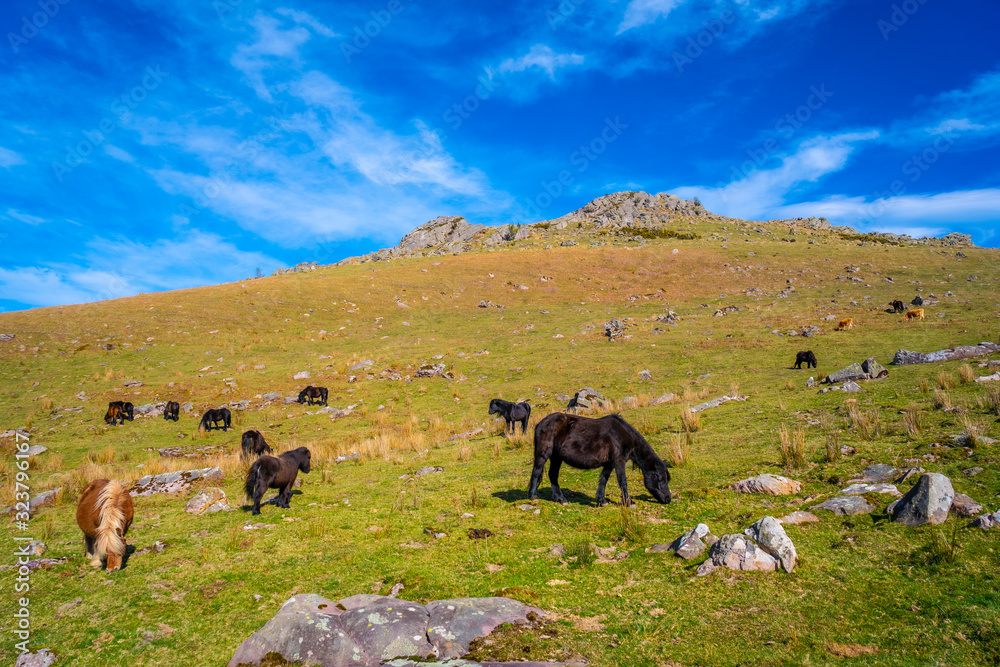 Obraz premium Cows and free horses on top of Mount Adarra in Guipuzcoa. Basque Country