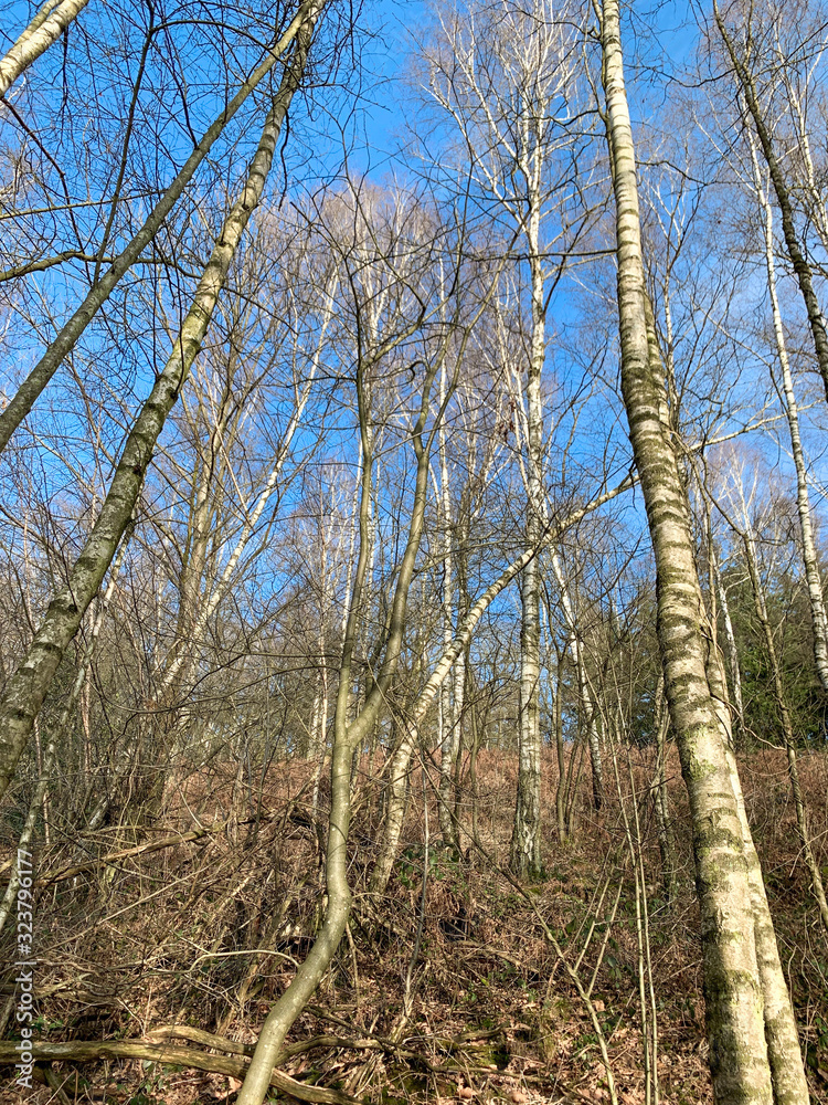 Trees without leaves in a forest against a blue sky. Bottom-up view. Winter landscape scene 