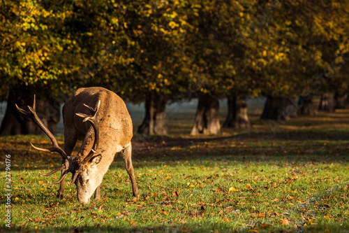Red deer stag grazing in park at manor house Wollaton Hall Nottingham