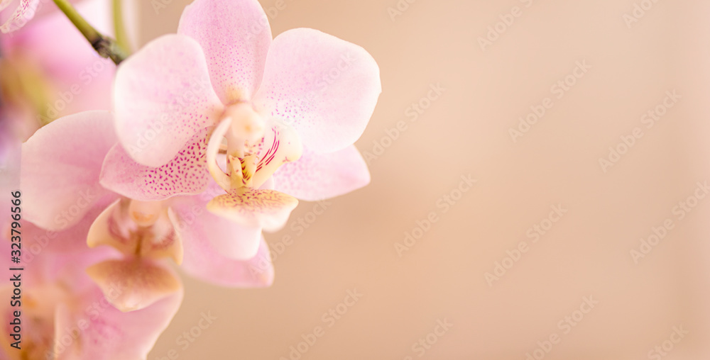 Obraz premium Orchideenblüten in rosa pink mit Freiraum Panorama