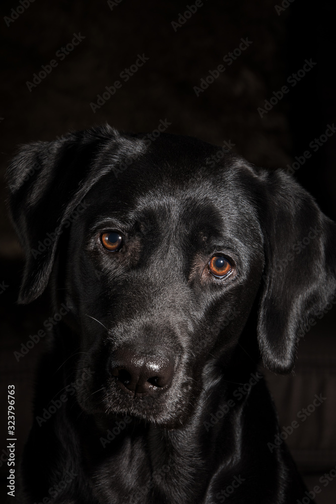 The sad Labrador Retriever sits in the area.