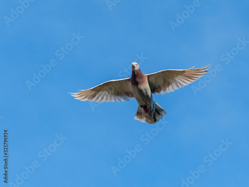 Flying racing pigeon with wings spread wide open