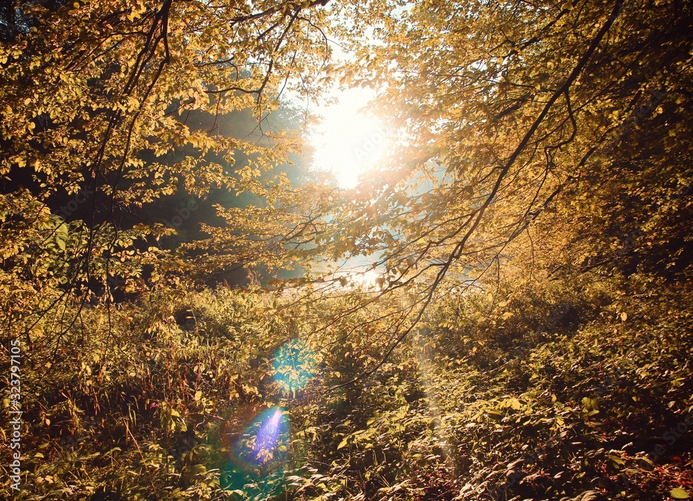 Obraz premium Autumn bright golden leaves nature photo