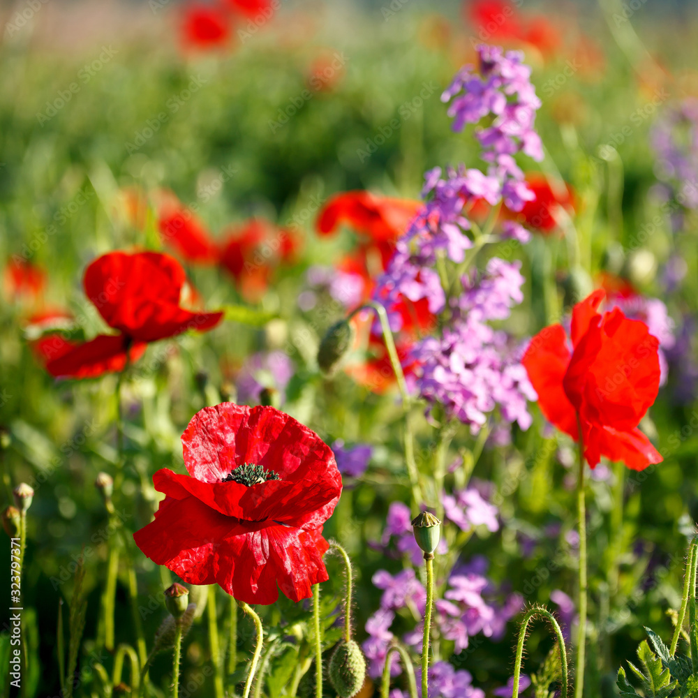 Coquelicots rouge au printemps dans une prairie fleurie. Coquelicots rouge au printemps dans une prairie fleurie.