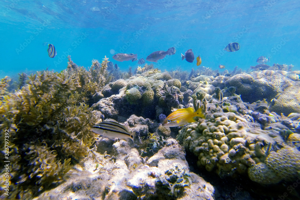 Obraz premium Fish photographed in Coroa Vermelha Island, Bahia. Atlântic Ocean. Picture made in 2016.