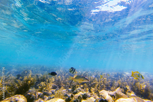 Fish photographed in Coroa Vermelha Island, Bahia. Atlântic Ocean. Picture made in 2016. © Leonardo