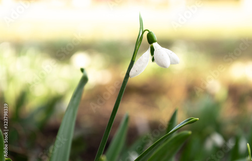 Macro of snow drops in early morning sun