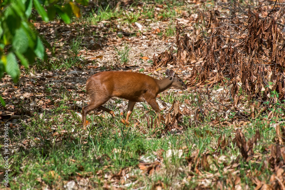 Deer photographed in Linhares, Espirito Santo. Southeast of Brazil. Atlantic Forest Biome. Picture made in 2016.