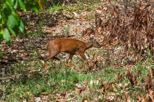 Deer photographed in Linhares, Espirito Santo. Southeast of Brazil. Atlantic Forest Biome. Picture made in 2016.