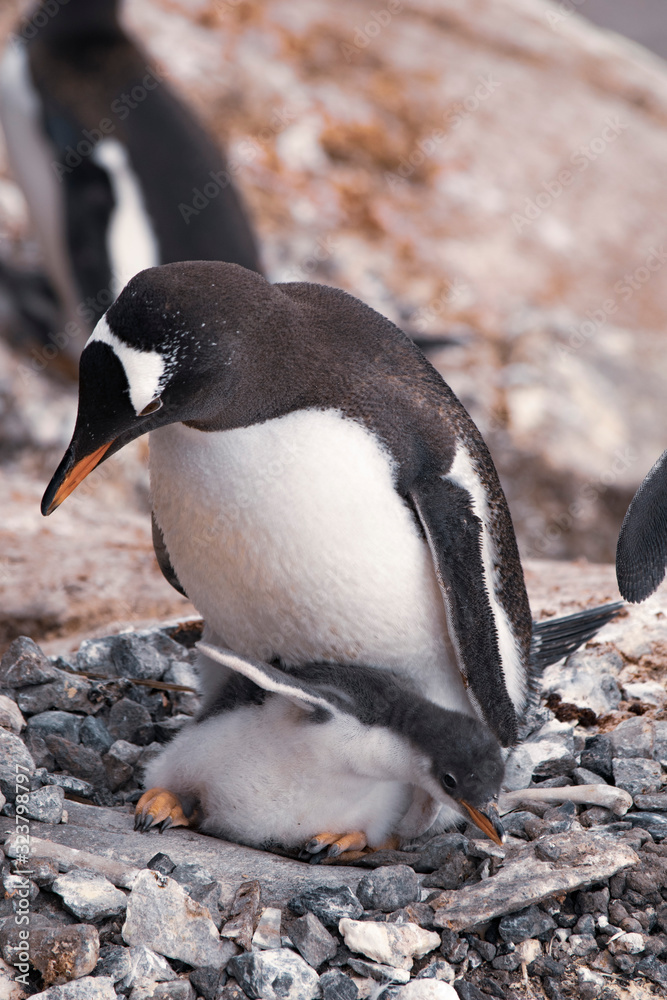 Fototapeta premium Penguin in its nest with chick. Antarctica