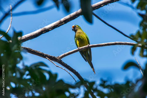 Peach fronted Parakeet photographed  in Linhares, Espirito Santo. Southeast of Brazil. Atlantic Forest Biome. Picture made in 2016. photo