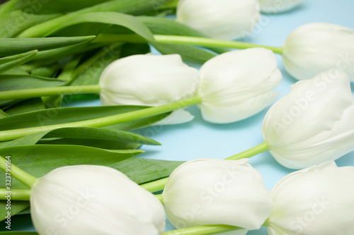 White tulips are scattered on a pastel blue background. Gift for Mother s Day  Valentine s Day  Women s Day. Blank for banner.
