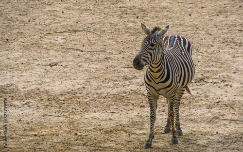 portrait of a grant's zebra in closeup, tropical wild horse specie fr photo