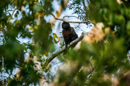 Crested capuchin photographed  in Linhares, Espirito Santo. Southeast of Brazil. Atlantic Forest Biome. Picture made in 2016.
