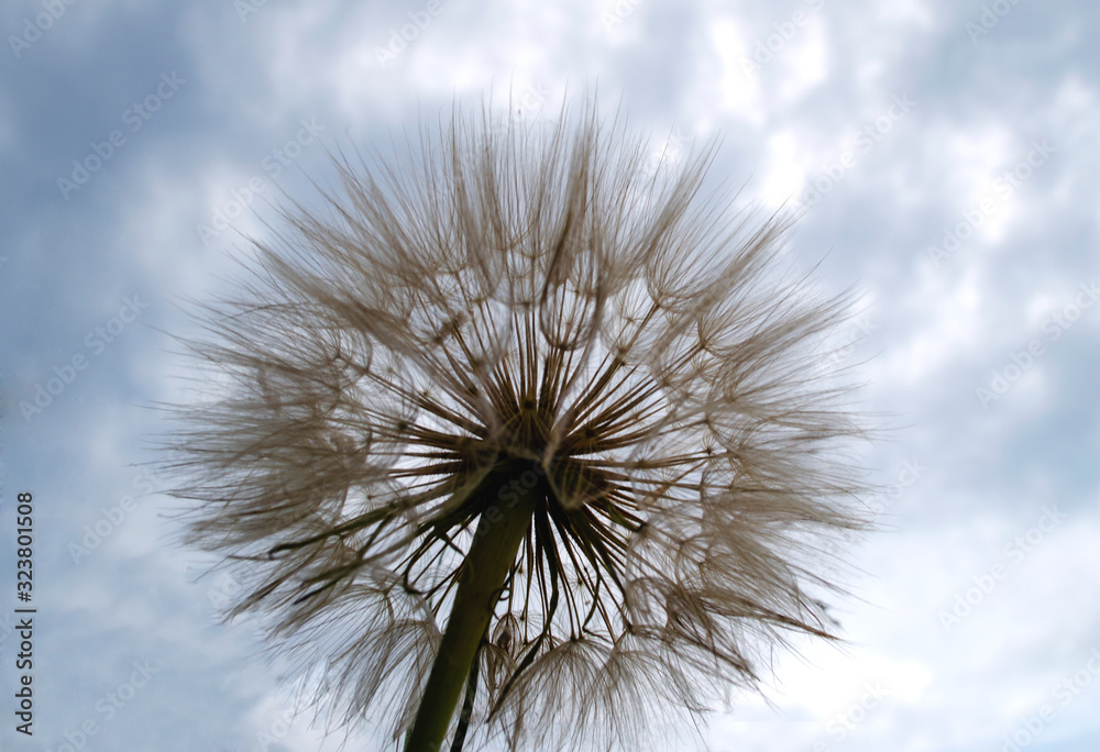 Dandelion with the Sky in the Background