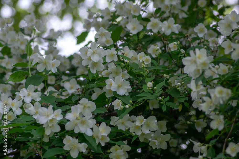 Philadelphus coronarius sweet mock-orange white flowers in bloom on shrub branches, flowering English dogwood ornamental plant Philadelphus coronarius sweet mock-orange white flowers in bloom on shrub branches, flowering English dogwood ornamental plant
