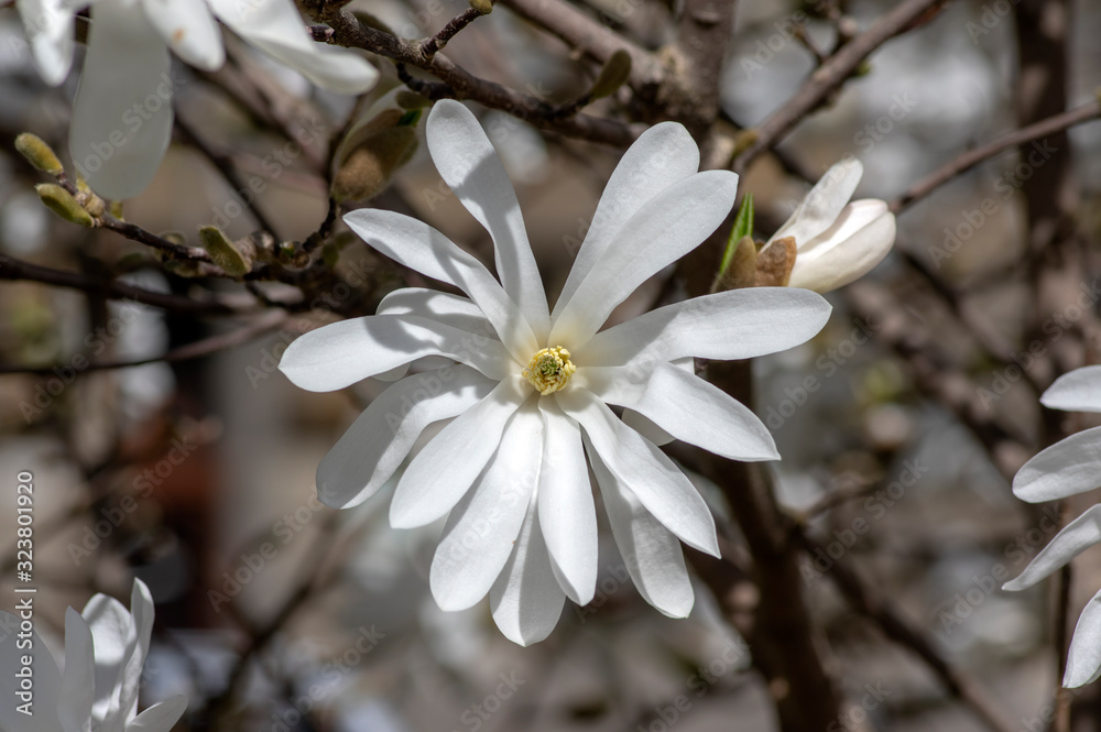 Magnolia stellata early springtime flowering small tree, group of flowers with snowy white petals in bloom on bush branches Magnolia stellata early springtime flowering small tree, group of flowers with snowy white petals in bloom on bush branches