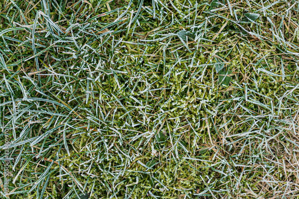 frosted ground in the garden frosted ground in the garden