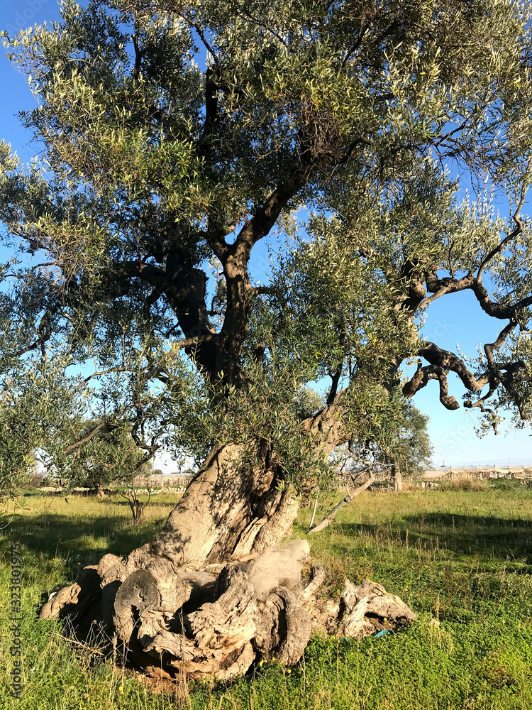 Fototapeta premium Secular olive trees in Puglia