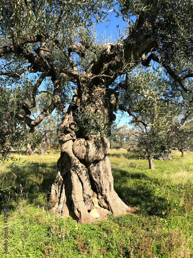 Obraz premium Secular olive trees in Puglia