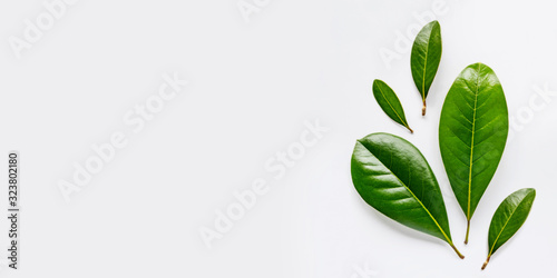 Top view on five fresh green leaves on white background with copy space.