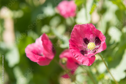 Pink poppies in sunlight © MartinW